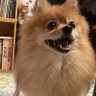 Фото профиля めぐここ、犬と緑茶好き