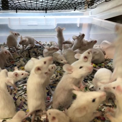 伊香保レップフードサービス🐁🐥🦗国産フードの総合デパート🏬姉妹店そしじ生体販売スタート's profile picture