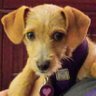 Debbie 🐾💜🐾💙🌻💛🕊's profile picture