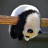 lazymoon profil fotoğrafı