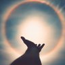 Minibear's profile picture
