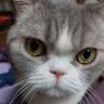 さくら・モンゴメリ's profile picture