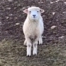 Dylann _'s profile picture