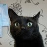 カブねこ🐈⬛♪株と旅暮らし profil fotoğrafı