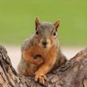 Profilbild von Squirrel