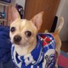Chihuahua alavesista profil fotoğrafı