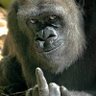 Martoonie22's profile picture