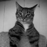 Фото профиля Zout Pinda 🐈⬛