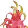 Profilbild von Dragon fruit