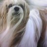 Profilbild von 星守る犬