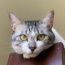 ミケミケ(ポテサラ猫) profil fotoğrafı