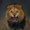 Profilbild von رائد عابد