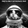 Profilbild von Astro Cat