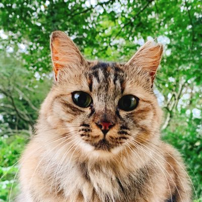 かーこ's profile picture