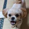 nob_inubaka's profile picture