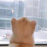 陳白白 的头像