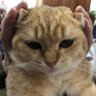 得鹿梦鱼 profil fotoğrafı