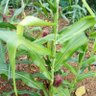 petani Indonesia 的头像
