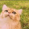 Carlos Torres's profile picture