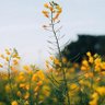 وديان الشمري profil fotoğrafı