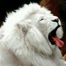 Profilbild von Temitope Akinyemi