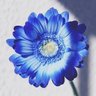 ぴよら's profile picture