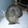 Jaggery66's profile picture