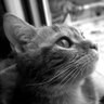 Profilbild von Gatito_Ts_
