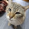 でーく・ノマゴ profil fotoğrafı