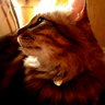 Profilbild von Max5猫’s