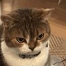 Profilbild von 凶凶的猫