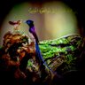 Фото профиля Abdulmajedghaznavi