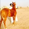 Profilbild von فهد