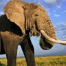 Фото профиля Elephant
