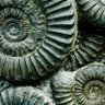 Profilbild von I Have Fossils!