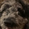 welikehappydawgs's profile picture