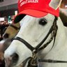 President Elect Gato of the America ya bitches's profile picture