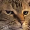 Profilbild von Nuzza