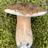 Profilbild von wankoget