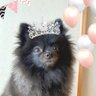 ちゃぼ👩🏻‍🦰とポメラニアン🐶むぎ🍄🐿️ profil fotoğrafı