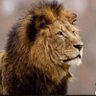 Фото профиля RichLion