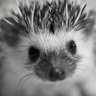 Profilbild von Marie83