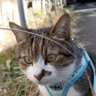 💞やんちゃ profil fotoğrafı