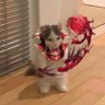 Catboy Vladimir's profile picture