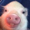 Profilbild von Juankar