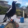 Scott Meinhardt profil fotoğrafı