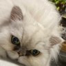ファンファンちゃん's profile picture