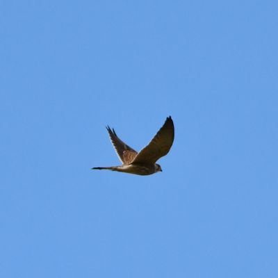 patpitie's profile picture