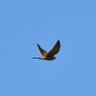Ptiboulou φ's profile picture