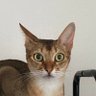 Фото профиля オクラの唐揚げ